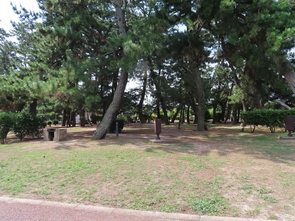 日吉津村海浜運動公園の松林とキャンプ場