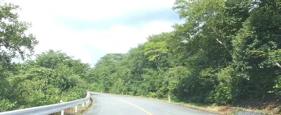 江府町御机地区の道路と森