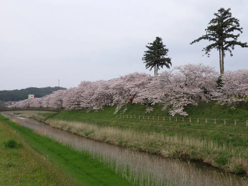 桜が咲く斐伊川堤防桜並木