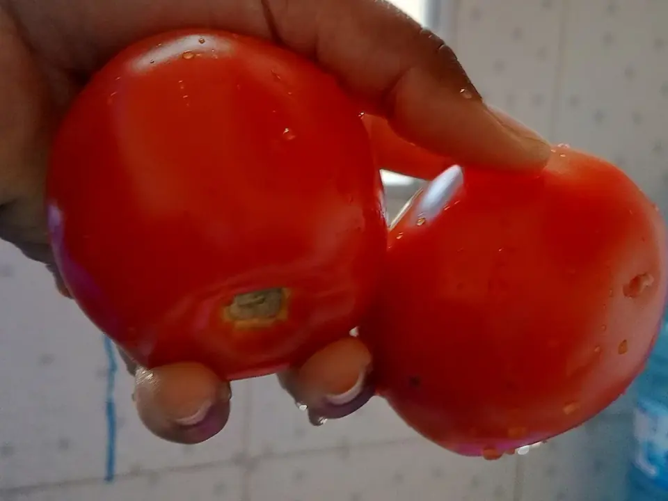 Ripe red tomatoes