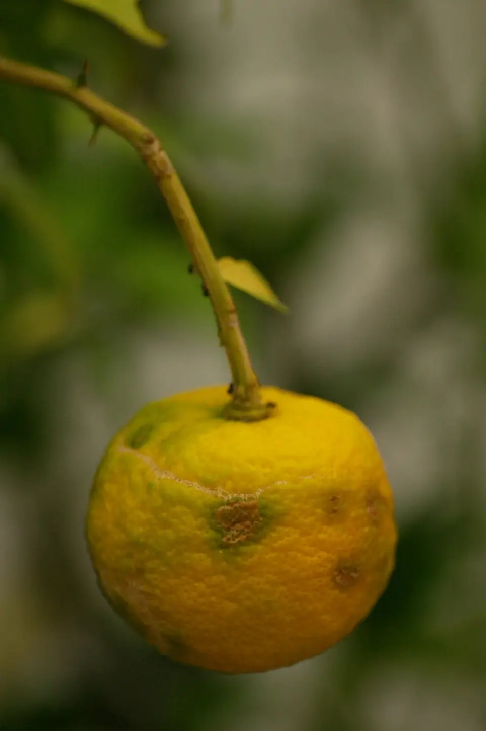 Yellow yuzu fruit on a branch